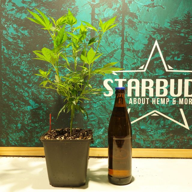 Starbuds Handels e.U.