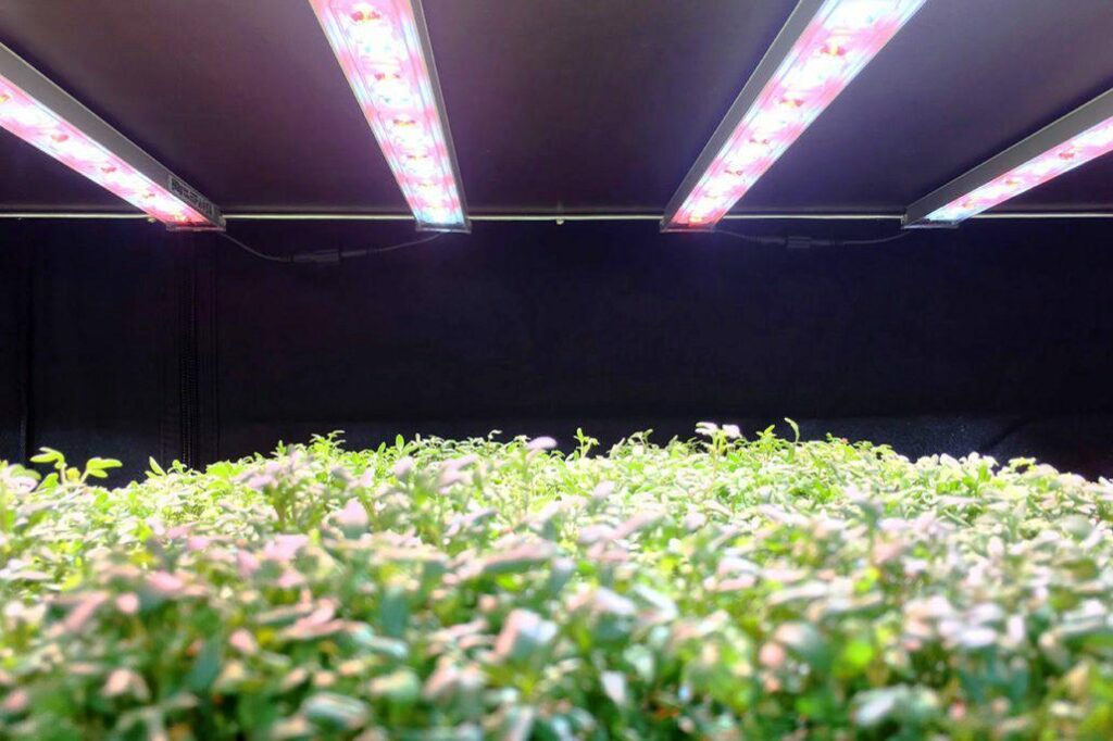 starbuds hanf led lampen