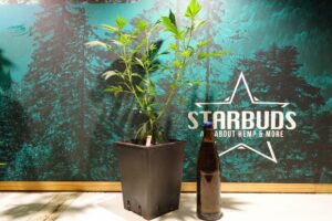 starbuds graz stecklinge