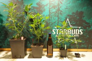 starbuds graz stecklinge