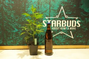 starbuds graz stecklinge