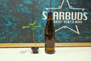 starbuds graz stecklinge