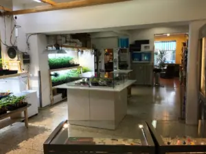 starbuds hempshop graz