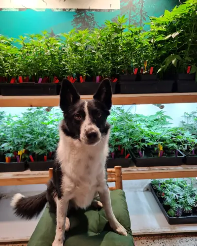 Rigo Starbuds Mascot